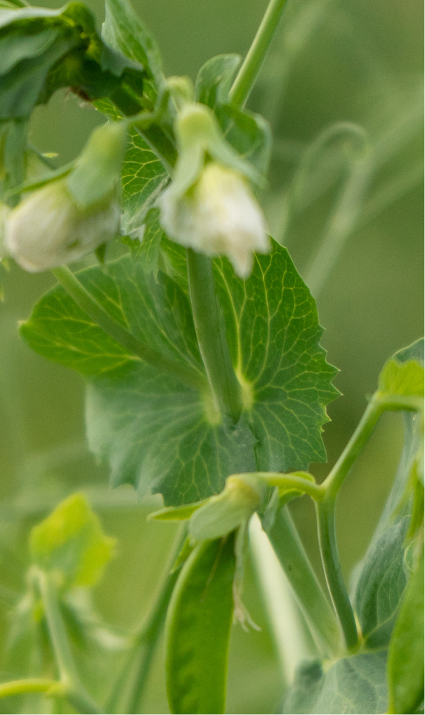 PURIS plants